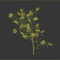 Vibrant Green Plant With Yellow Flowers Thin Stem And Leafy Branches