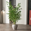 Elegant Bamboo Potted Plant In Modern Indoor With Decorative Pot And Wooden Floor