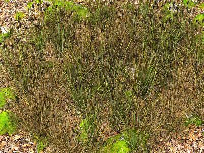 Wild Green and Brown Grasses Naturally Growing with Moss and Fallen Leaves in Wild 3d model