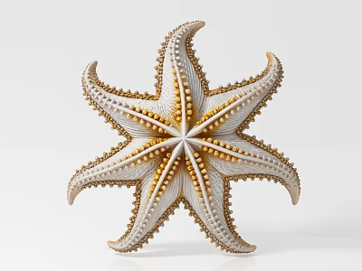 Detailed White and Gold Starfish With Textured Spiny Arms On White Background 3d model
