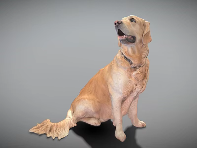 Golden Retriever Dog Sitting Looking Up Wearing Collar On Gray Background 3d model