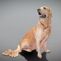 Golden Retriever Dog Sitting Looking Up Wearing Collar On Gray Background