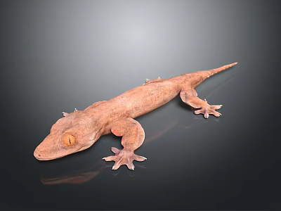 Brown Reptile Gecko with Orange Eyes and Sharp Claws Resting on Black Background 3d model
