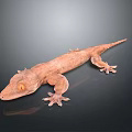 Brown Reptile Gecko with Orange Eyes and Sharp Claws Resting on Black Background