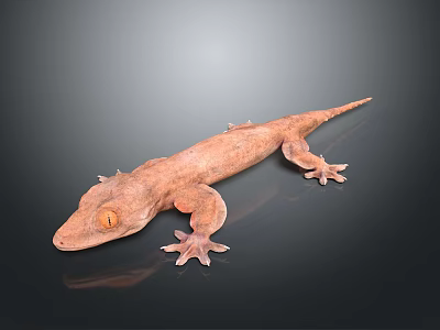 Lizard Reptile Cold Blooded Animal Reptile Game Animal Cartoon Animal 3d model