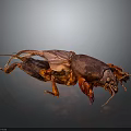 Detailed Brown Cockroach With Spread Wings On Dark Reflective Surface Showing Reflection 3d model