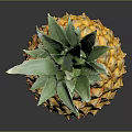 Fresh Ripe Pineapple With Green Leafy Top And Yellow Textured Skin On Black Reflective Surface