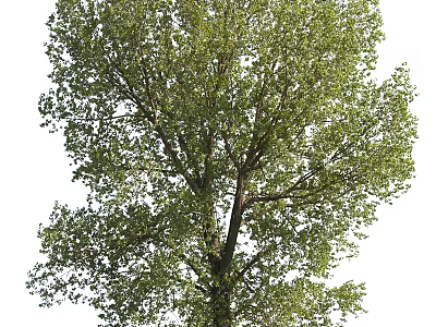 Tall Arbor With Lush Green Foliage Strong Trunk And Spreading Branches 3d model