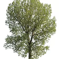 Tall Arbor With Lush Green Foliage Strong Trunk And Spreading Branches
