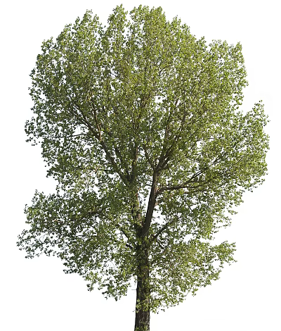Tall Arbor With Lush Green Foliage Strong Trunk And Spreading Branches 3d model