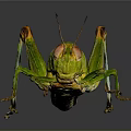 Vibrant Green And Yellow Grasshopper With Long Hind Legs And Antennae On Dark Background