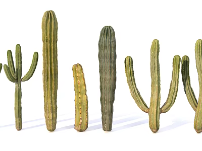 Various Green Cactus Plants With Different Shapes And Sizes In White Background 3d model