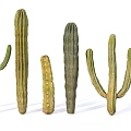 Various Green Cactus Plants With Different Shapes And Sizes In White Background
