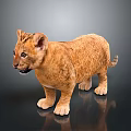 Cute Lion Cub With Golden Fur Standing On Gray Background With Reflection