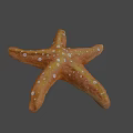 Orange Starfish With White Spots On Textured Surface And Gray Background