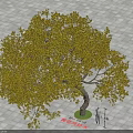 Yellow Leaf Arbor with Curved Trunk on Gray Tiled Ground Height 5.2 Meters