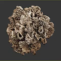 Natural Coral Formation With Brown Beige Porous Texture And Irregular Shape On Dark Background