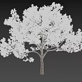 Lush White Flowering Shrub With Dense Branches And Shadow Against Blue Sky