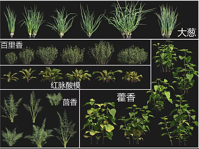 Various Cultivated Crops Including Chinese Chives Thyme Red veined Sorrel Fennel and Patchouli 3d model