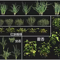 Various Cultivated Crops Including Chinese Chives Thyme Red veined Sorrel Fennel and Patchouli