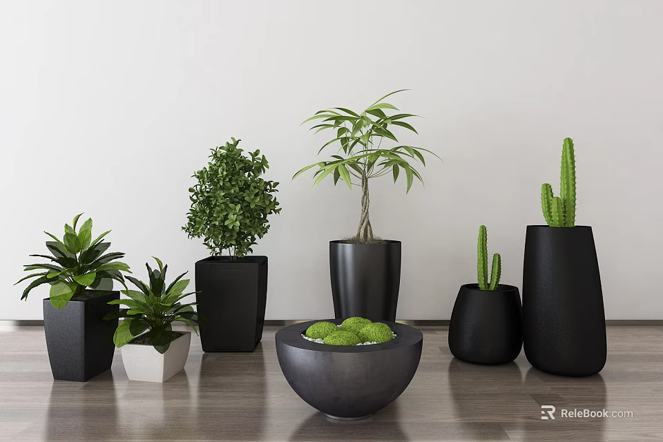 Bonsai Potted Plants With Green Foliage Cactus And Black Pots On Indoor Wooden Table 3d model 