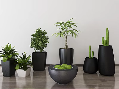 Bonsai Potted Plants With Green Foliage Cactus And Black Pots On Indoor Wooden Table 3d model
