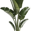 Tropical Potted Plants With Large Green Leaves In White Ceramic Containers