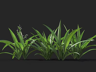 Lush Green Leafy Plants With Long Slender Leaves And Small White Flowers 3d model