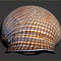 Vibrant Sea Snail With Striped Shell On Reflective Dark Background 3d model