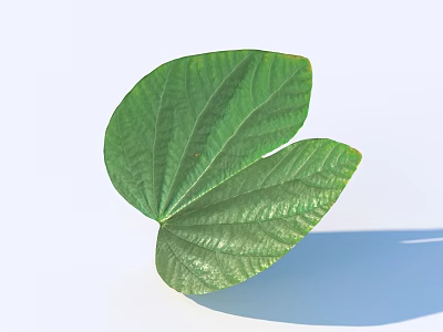 Two Connected Green Leaves With Visible Vein Texture On Light Blue Background 3d model