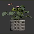 Potted Plant With Green Leaves And Pink Flowers In Woven Pattern Pot