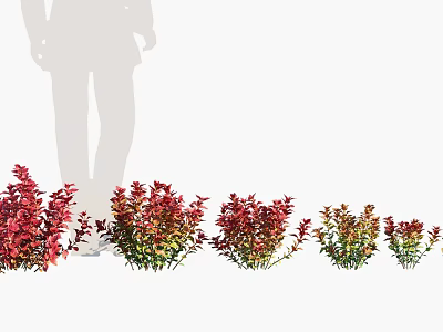Plants, shrubs, flowers and plants 3d model