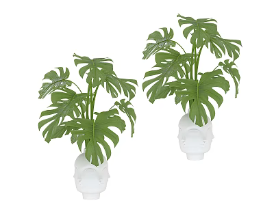 Green Monstera Potted Plants In White Decorative Pots For Indoor Decoration 3d model