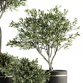 Lush Green Olive Bonsai Potted Plants With Different Sizes Black Pots And Gold Trim