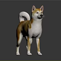 Orange and white Shiba Inu standing on reflective black surface with gray gradient background