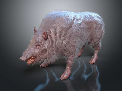 Wild Boar 3D Model with Rough Fur Open Mouth Sharp Tusks on Black Reflective Surface 3d model