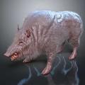 Wild Boar 3D Model with Rough Fur Open Mouth Sharp Tusks on Black Reflective Surface