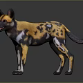 African Wild Dog With Yellow Black And White Spots Large Ears Standing On Gray Background