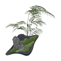 Fern Plant Combination With Irregular Shaped Container Green Moss And Stone