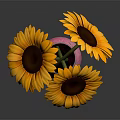 Pink Vase With Bright Yellow Sunflowers And Dark Center On Dark Background