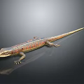 Lizard With Red And Brown Patterns On Black Smooth Surface With Reflection