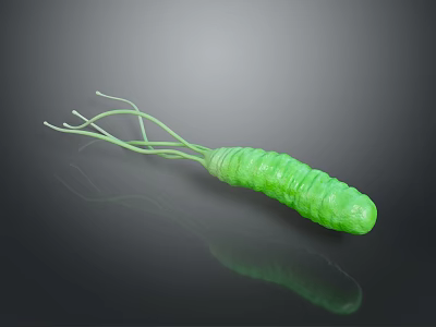 Green Microbial Organ Structure With Hair Like Appendages And Textured Cylindrical Body 3d model