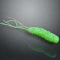 Green Microbial Organ Structure With Hair Like Appendages And Textured Cylindrical Body