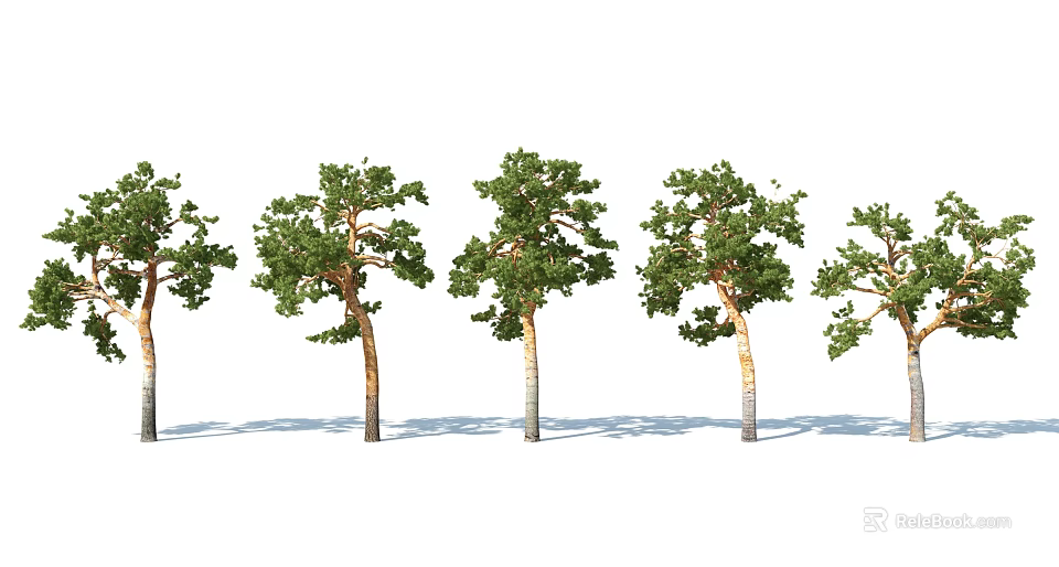 Multiple Arbor Trees with Green Foliage and Varied Natural Trunks Arranged in a Row 3d model 