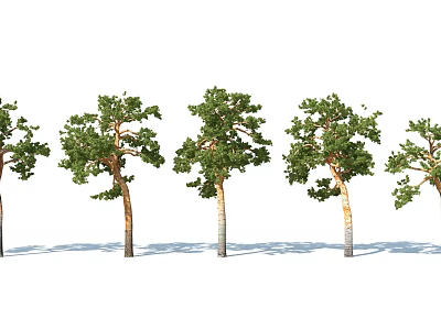 Multiple Arbor Trees with Green Foliage and Varied Natural Trunks Arranged in a Row 3d model