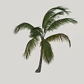 Palm Tree With Tall Trunk And Lush Green Fronds Tropical Look