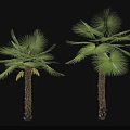 Tall Palm Trees With Green Fronds And Brown Trunks In Natural Scene