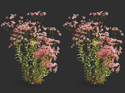Two Clusters Of Blooming Pink Flowers With Green Stems And Lush Leaves 3d model