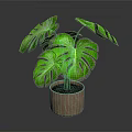 Green Monstera Plant With Large Leaves In Brown Pot On Dark Background