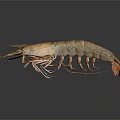 Brown and Orange Shrimp With Detailed Body Long Antennae And Delicate Legs On Smooth Surface
